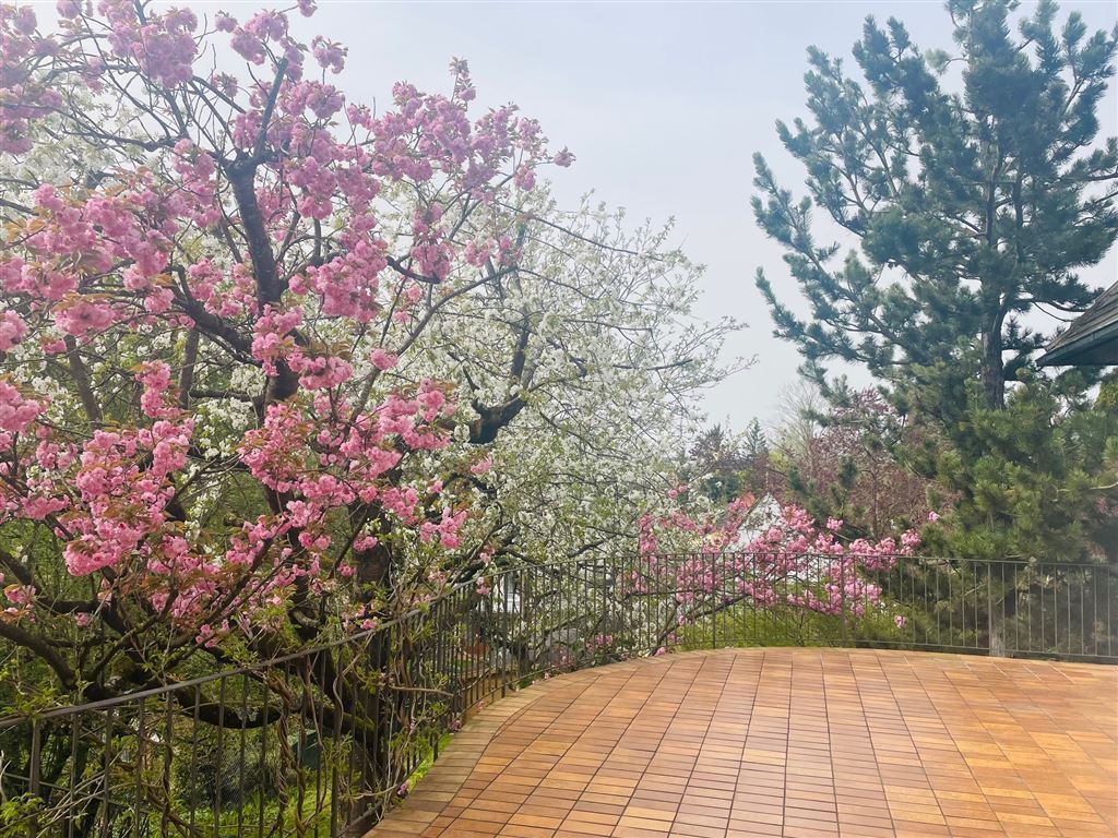 Kirschblüte - Terrasse